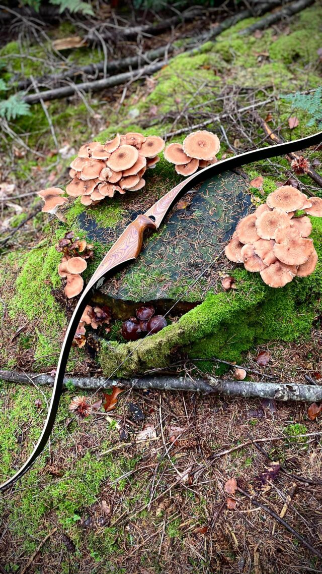 More autumn and bows! 🍂 
Zelos recurve between some beautiful mushrooms 🍄‍🟫 
.
.
.
.
#recurvearchery #recurvebow #bogensport #outdoorlife #archeryhunting #archery #archeryaddict #tradbow #bogenschießen #traditionalbow #tiralarc