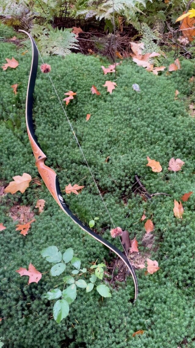 Temperature is dropping, leaves are falling. 🍂 
The damp moss makes for a beautiful canvas to paint this picture on.
Bow: 60” Zelos recurve, 45lbs at 28” draw length.
.
.
.
.
#bogenschießen #archerylife #traditionalbow #archery #tradbow #tiralarc #recurvebow #traditionalarchery #traditionalrecurve #🏹 #traditionalrecurve #forestlovers